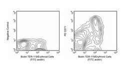 CD71 Rat anti-Mouse, PE, Clone: C2 (also known as C2F2), BD 25&mu;g; PE:Antibodies,