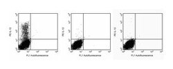 IL-12 (p40/p70) Rat anti-Mouse, Unlabeled, Clone: C15.6, BD 0.1mg; Unlabeled:Antibodies,