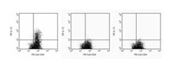 IL-13 Rat anti-Human, PE, Clone: JES10-5A2, BD 0.1mg; PE:Antibodies, Monoclonal