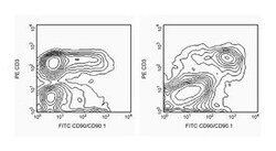 CD90.1 Mouse anti-Rat/Mouse, FITC, Clone: HIS51, BD 0.5mg; FITC:Antibodies,