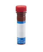 Thumbnail_CD3 Molecular Complex Rat anti-Mouse, PE, Clone: 17A2, BD:Anticuerpos:Anticuerpos