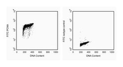 PCNA Mouse anti-Human, FITC, Clone: PC10, BD 100 Tests; FITC:Antibodies,