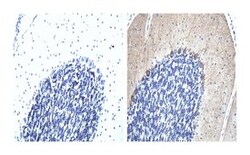 mGluR1 Mouse anti-Rat, Unlabeled, Clone: G209-2048, BD 0.1mg; Unlabeled:Antibodies,