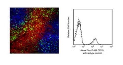 CD19 Mouse anti-Human, Alexa Fluor 488, Clone: HIB19, BD 100 Tests; Alexa