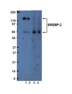 SREBP-2 Mouse anti-Human, Unlabeled, Clone: IGG-1C6, BD 0.1 mg | Buy Online | BD Biosciences | Fisher Scientific