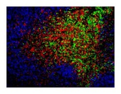 CD4 Rat anti-Mouse, Alexa Fluor 488, Clone: RM4-5, BD 0.1mg; Alexa Fluor