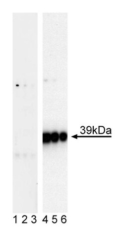 c-Jun (pS63) Mouse, Unlabeled, Clone: 2/C-JUN (PS63), BD 0.1mg; Unlabeled:Antibodies,