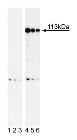 Stat2 (pY690) Mouse anti-Human, Unlabeled, Clone: 7A/STAT2 (PY690), BD