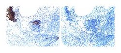 CD140b (pY857) Mouse, Unlabeled, Clone: J24-425, BD 0.1 mg | Buy Online | BD Biosciences | Fisher Scientific