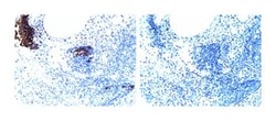 CD140b (pY771) Mouse, Unlabeled, Clone: J23-618, BD 0.1mg; Unlabeled:Antibodies,