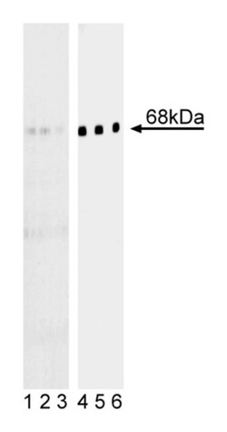 BLNK (pY84) Mouse, Unlabeled, Clone: J117-1278, BD 0.1mg; Unlabeled:Antibodies,