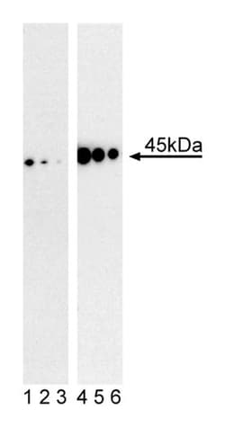 MEK1 (pS298) Mouse, Unlabeled, Clone: J114-64, BD 0.1 mg | Buy Online | BD Biosciences | Fisher Scientific