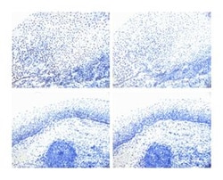 Rb (pS780) Mouse anti-Human, Unlabeled, Clone: J146-35, BD 0.1mg; Unlabeled:Anticuerpos