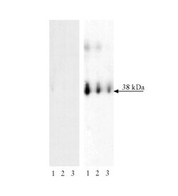 LAT (pY171) Mouse anti-Human, Unlabeled, Clone: I58-1169, BD 0.1mg; Unlabeled:Antibodies,
