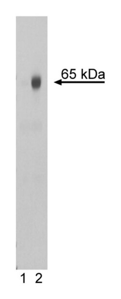 NF- B (pS529) Mouse anti-Human, Unlabeled, Clone: K10-895.12.50, BD 0.1mg;