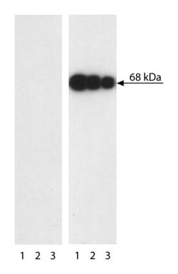 PLK1 (pT210) Mouse, Unlabeled, Clone: K50-483, BD 0.1mg; Unlabeled:Antibodies,