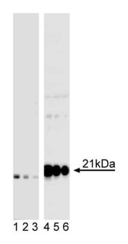 CD247 (pY142) Mouse anti-Human, Unlabeled, Clone: K25-407.69, BD 0.1mg;