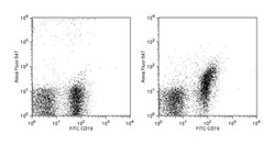 CD267 Rat anti-Mouse, Alexa Fluor 647, Clone: 8F10, BD 0.1mg; Alexa Fluor