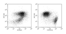 BD Rat Activated T Lymphocyte Cocktail 50 tests:Antibodies, Cocktail