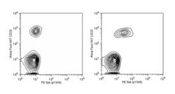 Syk (pY348) Mouse, PE, Clone: I120-722, BD 50 Tests; PE:Antibodies, Monoclonal