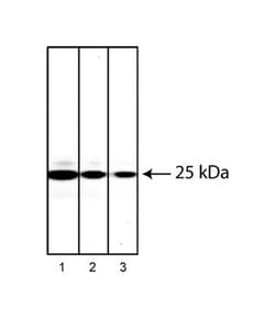 RAB27 Mouse anti-Human, Unlabeled, Clone: 20.1/RAB27, BD 0.1mg; Unlabeled:Antibodies,