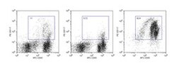 CD117 Magnetic Particles - DM Rat anti-Mouse, BD IMag-DM, Clone: 2B8, BD