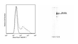 IRF-7 Mouse anti-Human, Alexa Fluor 488, Clone: K40-321, BD 50 Tests; Alexa