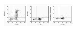 MCP-1 Mouse anti-Human, PE, Clone: 5D3-F7, BD 0.5mg; PE:Antibodies, Monoclonal