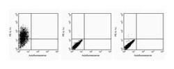 IL-1 Hamster anti-Mouse, PE, Clone: ALF-161, BD 0.1mg; PE:Antibodies, Monoclonal