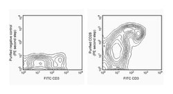 CD28 Mouse anti-Rat, Unlabeled, Clone: JJ319, BD 0.1mg; Unlabeled:Antibodies,
