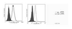 Src (pY418) Mouse, PE, Clone: K98-37, BD 50 Tests; PE:Antibodies, Monoclonal
