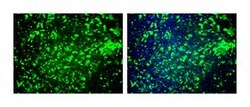 TRA-1-81 Mouse anti-Human, Alexa Fluor 555, Clone: TRA-1-81, BD 100 Tests;