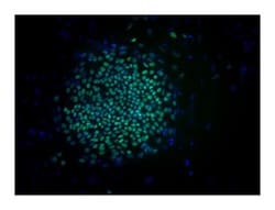 Oct3/4 Mouse, Alexa Fluor 488, Clone: 40/OCT-3, BD 100 Tests; Alexa Fluor