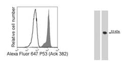 p53 (acK382) Mouse anti-Human, Alexa Fluor 647, Clone: L82-51, BD 50 Tests;