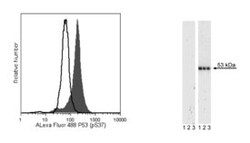 p53 (pS37) Mouse anti-Human, Alexa Fluor 488, Clone: J159-641.79, BD 50