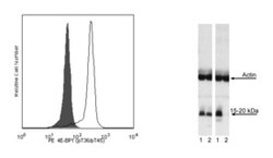 4EBP1 (pT36/pT45) Mouse, PE, Clone: M31-16, BD 50 Tests; PE:Antibodies,