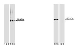 Akt (pS473) Mouse, Unlabeled, Clone: M89-61, BD 0.1 mg | Buy Online | BD Biosciences | Fisher Scientific