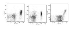 CD197 (CCR7) Rat anti-Mouse, PE, Clone: 4B12, BD 0.1mg; PE:Antibodies,