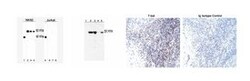 T-bet Mouse, Unlabeled, Clone: O4-46, BD 0.1mg; Unlabeled:Antibodies, Monoclonal