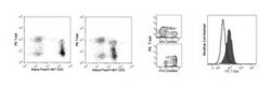 T-Bet Mouse, PE, Clone: 4B10, BD 50 Tests; PE:Antibodies, Monoclonal