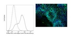Pax-6 Mouse anti-Human, Unlabeled, Clone: O18-1330, BD 0.1mg; Unlabeled:Antibodies,