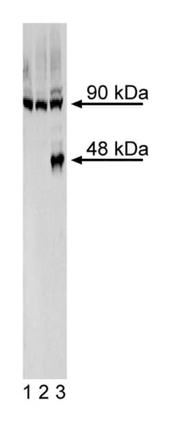 FoxA2 Mouse anti-Human, Unlabeled, Clone: N17-280, BD 0.1 mg | Buy Online | BD Biosciences | Fisher Scientific