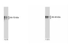 CD110 Mouse anti-Human, Unlabeled, Clone: 1.78.1, BD 0.1 mg | Buy Online | BD Biosciences | Fisher Scientific