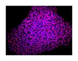 Sox2 Mouse, Alexa Fluor 647, Clone: O30-678, BD 50 Tests | Buy Online | BD Biosciences | Fisher Scientific