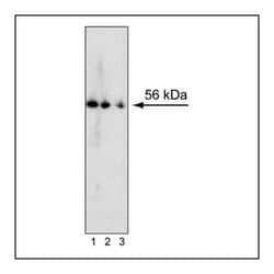 RORgt Mouse, Unlabeled, Clone: O28-835, BD 0.1mg; Unlabeled:Antibodies,