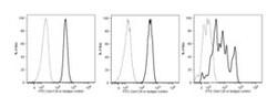 Clec12A Mouse anti-Human, FITC, Clone: 50C1, BD 50 Tests; FITC:Antibodies,