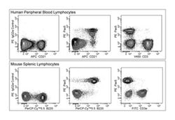 Pax-5 Rat, PE, Clone: 1H9, BD 50&mu;g; PE:Antibodies, Monoclonal