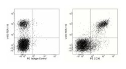 CD36 Mouse anti-Mouse, PE, Clone: CRF D-2712, BD 0.1mg; PE:Antibodies,