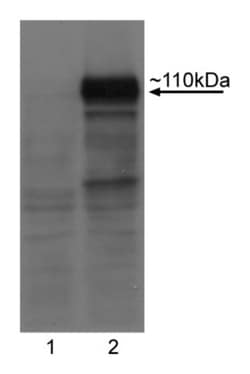 anti-Lgr5 (N-Terminal); Clone: 8F2; BD 0.1mg; Unlabeled:Antibodies, Monoclonal