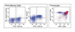 anti-Notch 1, Clone: 22E5.5; BD 0.1 mg; PE:Antibodies, Monoclonal